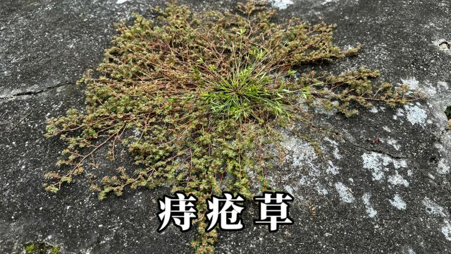 农村常见的“痔疮草”,非常多人不认识它,赶紧来了解一下吧!