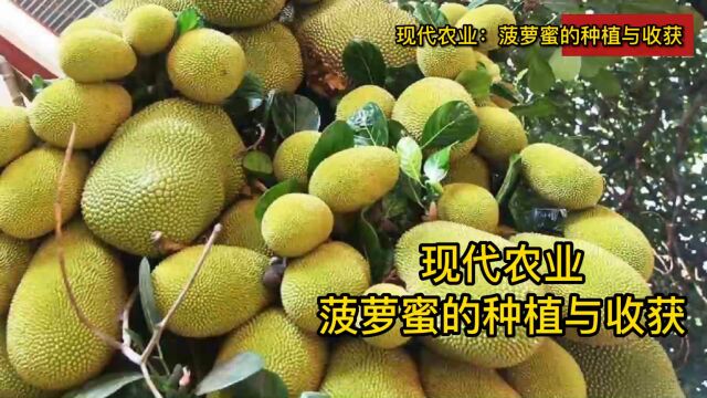 菠萝蜜怎么种植?现代农业:菠萝蜜的种植与收获