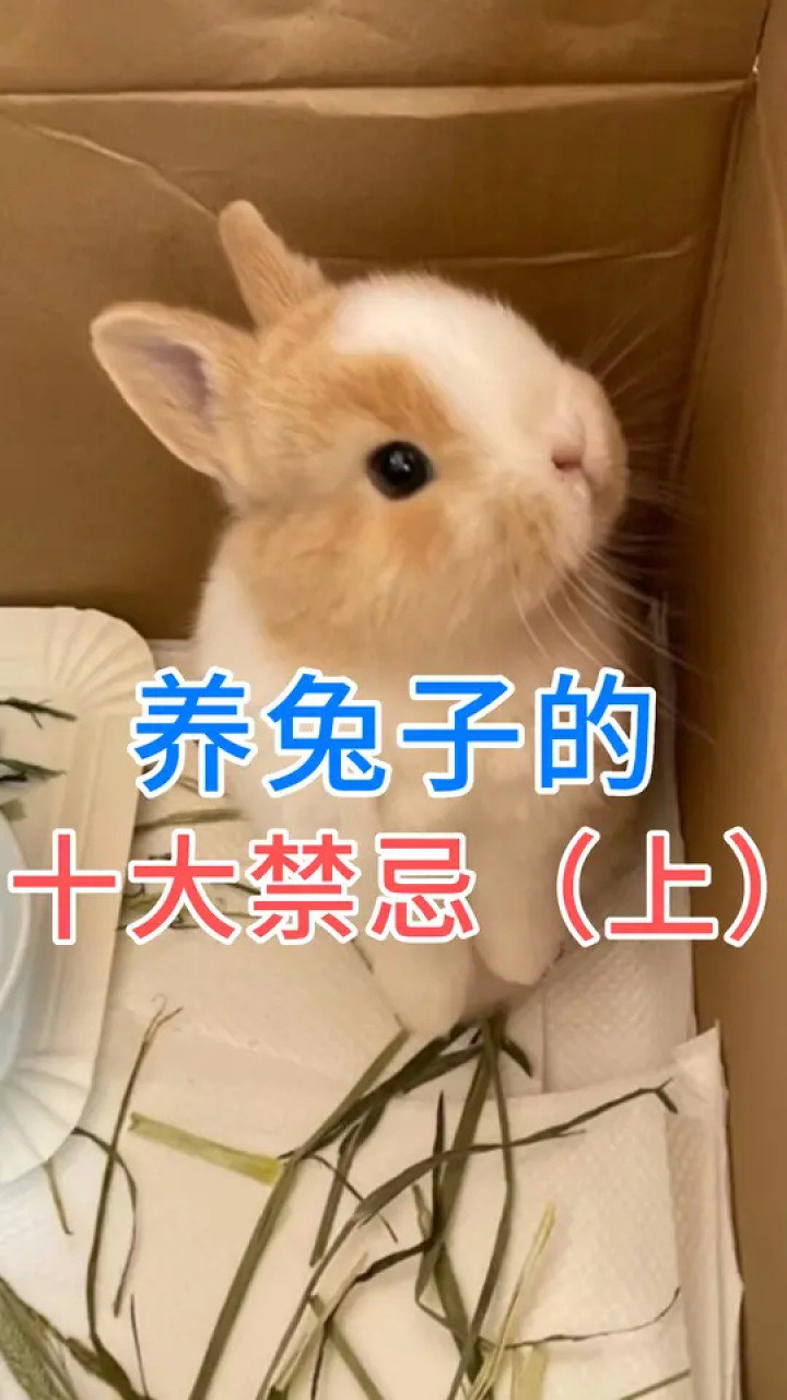 养兔子的十大禁忌(上)#养兔须知#科学养宠#兔子日常_高清1080P在线观看平台_腾讯视频