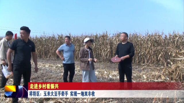 祥符区:玉米大豆手牵手 实现一地双丰收