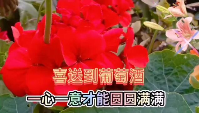 红色喜庆的鲜花盛开美景,鲜花姹紫嫣红,漂亮迷人,美不胜收了!