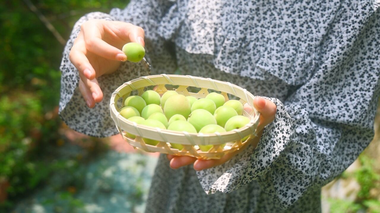 普宁式青梅子酱!打卡高埔镇万亩青梅种植地