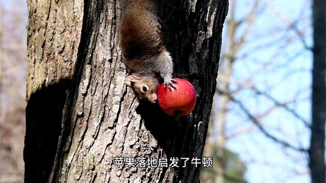 牛顿的苹果在任何地方都一样重吗?别再减肥了,你本就不重