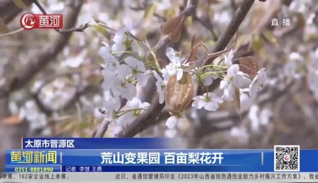 山西太原市晋源区 荒山变果园 百亩梨花开