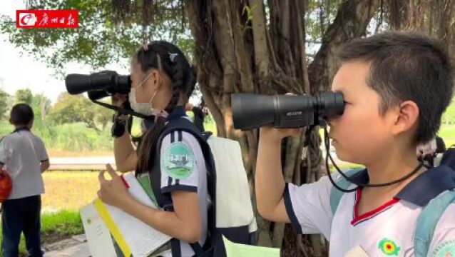 小学生“立功”了,海珠湿地新发现黄头鹡鸰和彩鹬!