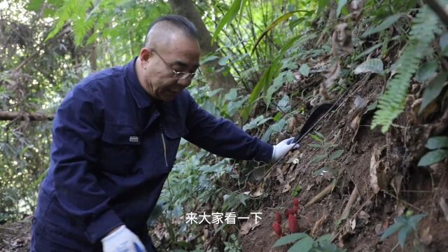 颜色妖艳的文王一支笔,疏花蛇菰,你一定要了解一下.