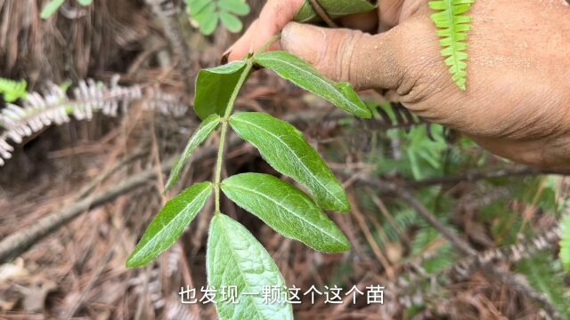 现在挖牛大力的人越来越多了,这么小的一棵苗也不留点给我挖