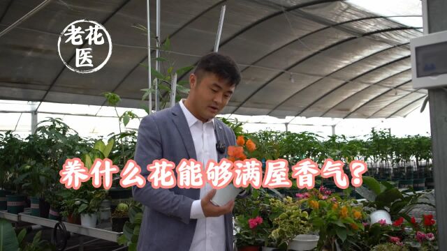 养什么花能够满屋香气?