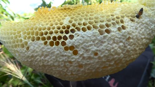 山上纯野生的蜂蜜，采摘百花炼制而成，让人看着嘴馋了