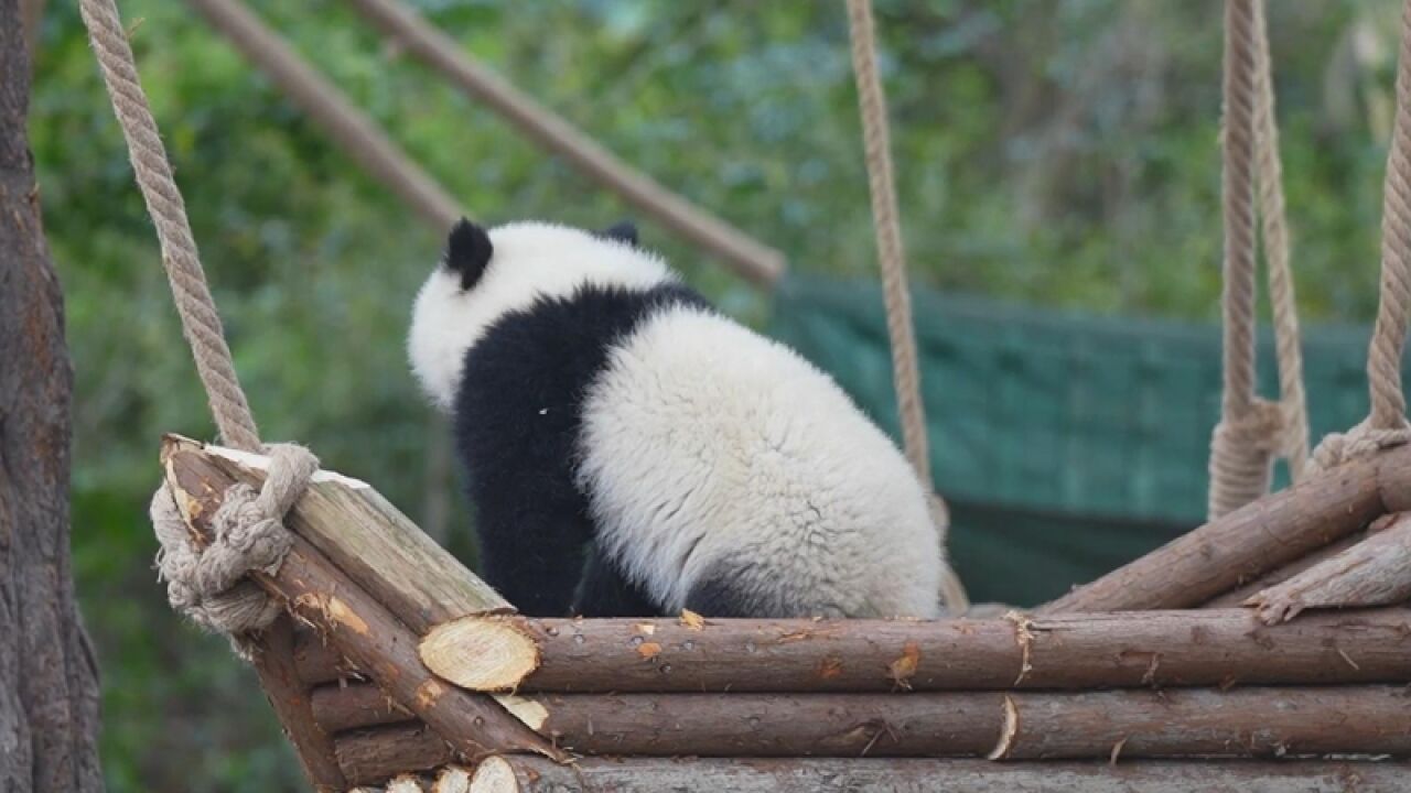 熊貓社區|大熊貓從小就懂怎麼盪鞦韆