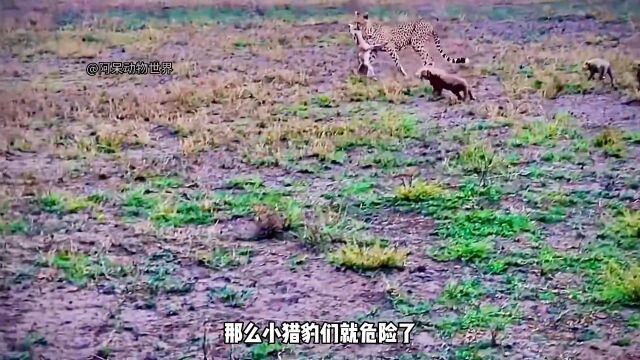 小羚羊刚出出生就被抛弃了,无助的沦为了小猎豹的玩具神奇动物在野生动物零距离