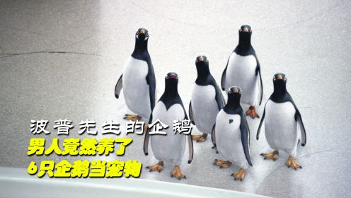 男人竟然养了6只企鹅当宠物《波普先生的企鹅》

