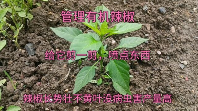 辣椒根部剪一剪,给它喷点东西,辣椒一季无病虫不黄叶产量高