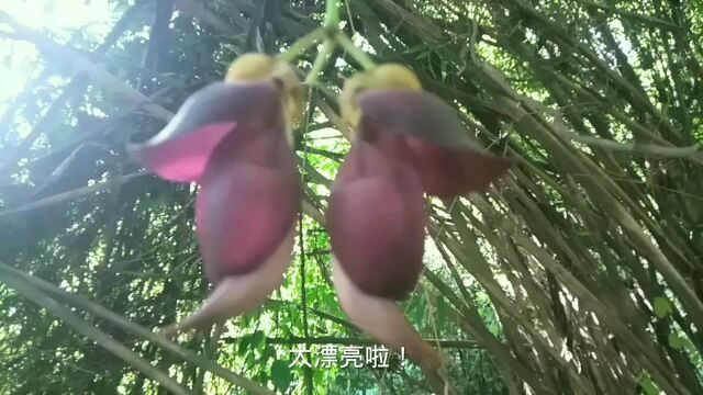 你见过禾雀花吗?形似小鸟,太可爱了!