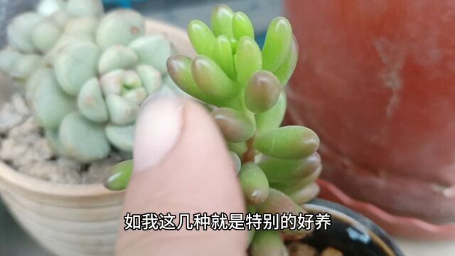 栽种多肉植物,要选择对的时间来栽种!