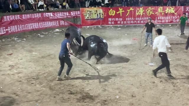 王小庆牛王心有不甘,回马枪过来碰得对手措手不及,可惜还是败了