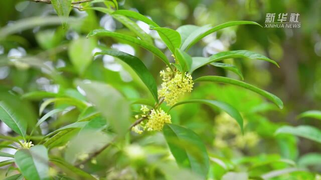 千城胜景|山东巨野:桂花香 秋意浓