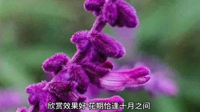 蓝紫色毛绒绒,花量大花期长,金秋十月优良地被花卉紫绒鼠尾草