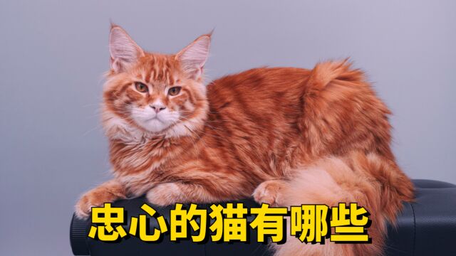 这几种“忠心” 的猫,一辈子只认一主人