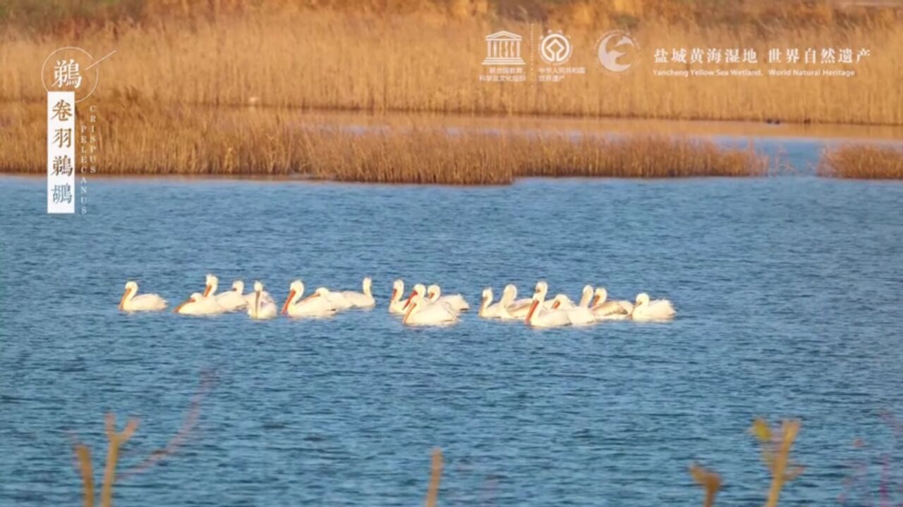 盐城黄海湿地宣传片_高清
