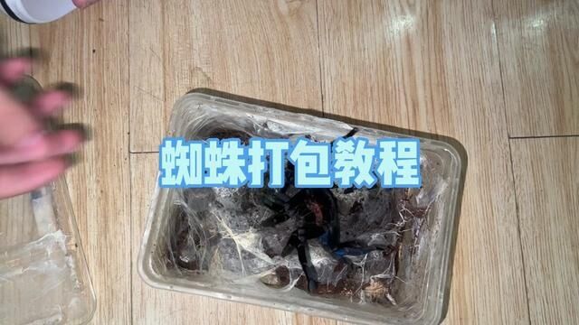 打包蜘蛛教程 方法有很多种 只要保证蜘蛛动不了 减震没问题就行#爬宠 #蜘蛛 #饲养员日常