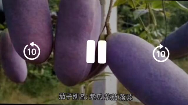 茄子的营养价值与功效