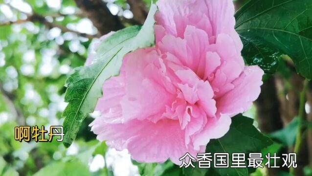 蒋大为专辑 第1首《牡丹之歌》蒋大为