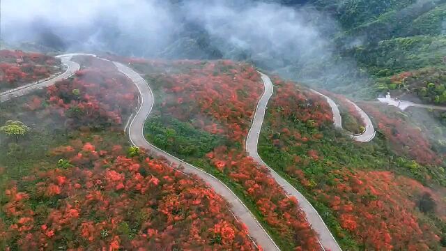 视频丨春雨润泽,杜鹃花海更娇艳