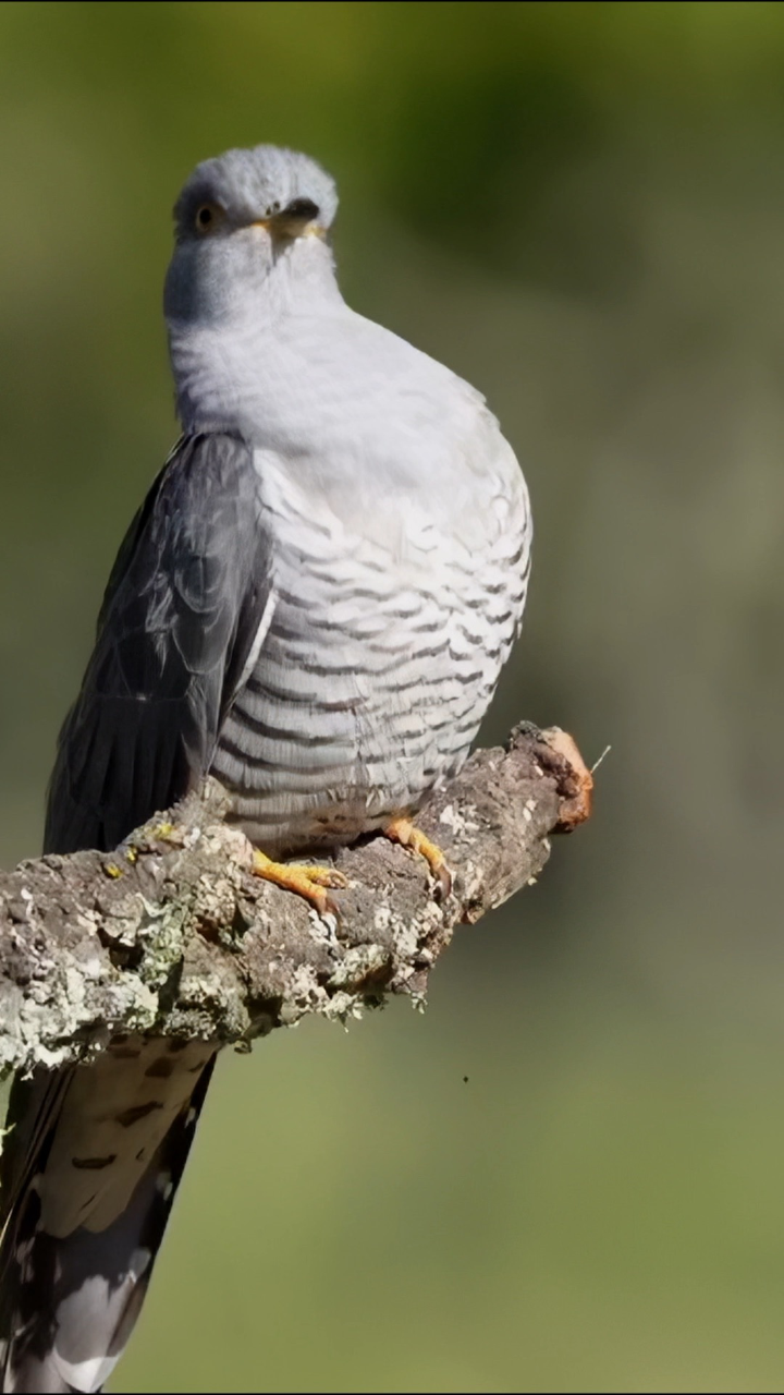 布谷鸟(普通杜鹃)站在树枝上鸣叫:布谷～布谷
