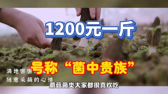 它1200元一斤,号称菌中贵族,投一万赚两万,为何种植的人很少