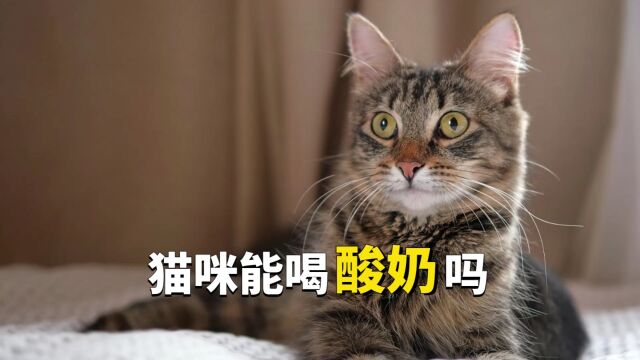 猫咪喝酸奶能行吗?让我们来看看为什么!