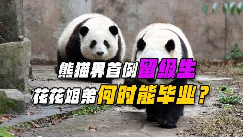 花花又被留级了？熊猫界第二大富豪，竟然连幼儿园毕业都费劲！