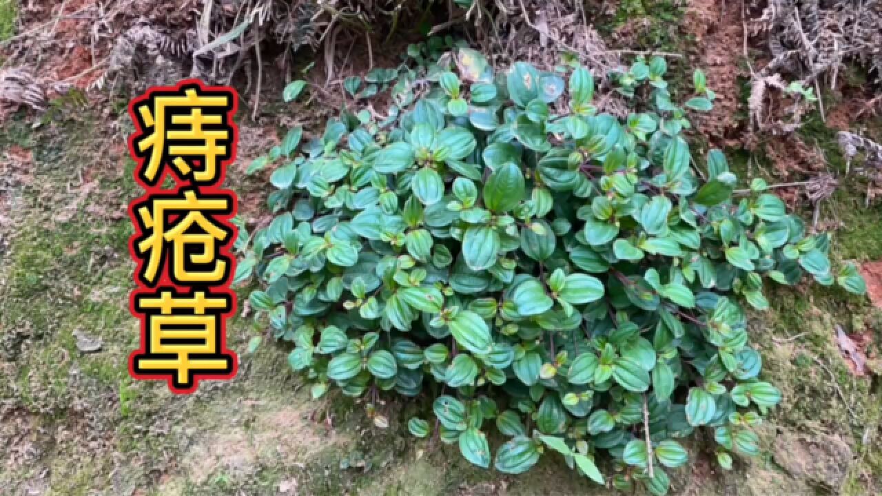 原来农村不起眼的"痔疮草",却是痔疮的克星,大家快来认识一下