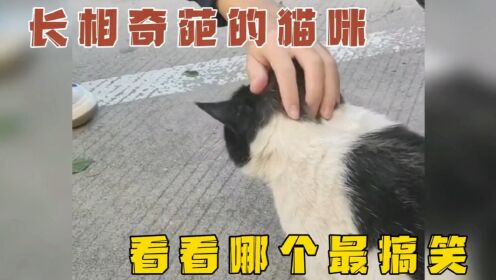 那些长相奇葩的猫咪，看看那只最搞笑！丑猫猫咪的迷惑行为家有傻猫_高清1080P在线观看平台_腾讯视频