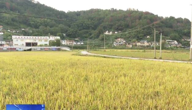 陈良贤来梅调研乡村振兴和高标准农田建设工作