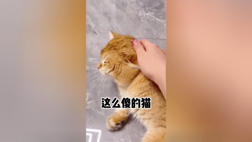 这么傻的猫还能要吗～_高清1080P在线观看平台_腾讯视频}