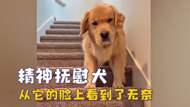 精神抚慰犬崩溃时刻,面对一天哭四次的主人,满脸都写着无语