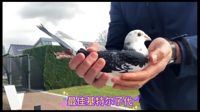 世界大铭鸽欣赏基尔特直子