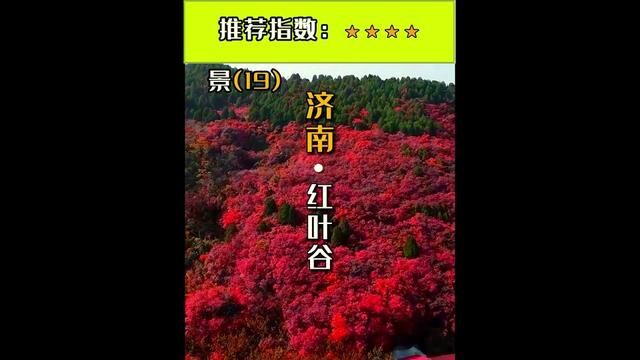 济南是山东省的省会,有着悠久的历史和丰富的文化.然而济南的红叶谷更是让人向往的地方!#又到登山赏红叶的好时节