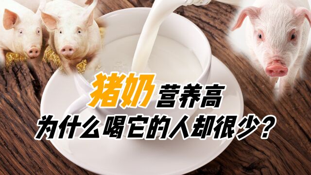 奶界扛把子“猪奶”,营养高口感好,为啥喝的人却很少?