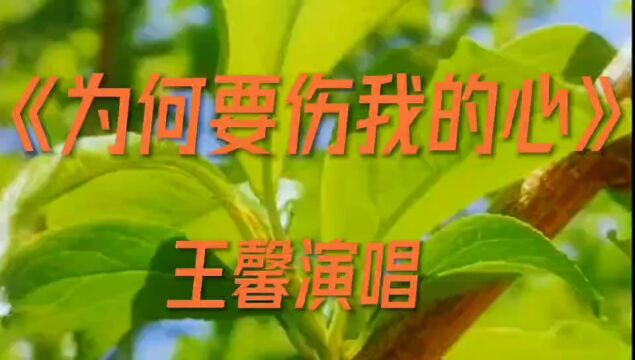 王馨演唱的伤感情歌《为何要伤我的心》