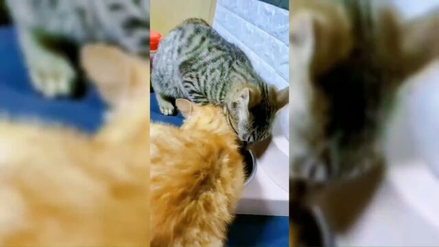 猫:今天让你看看什么叫社会!#社会猫 #