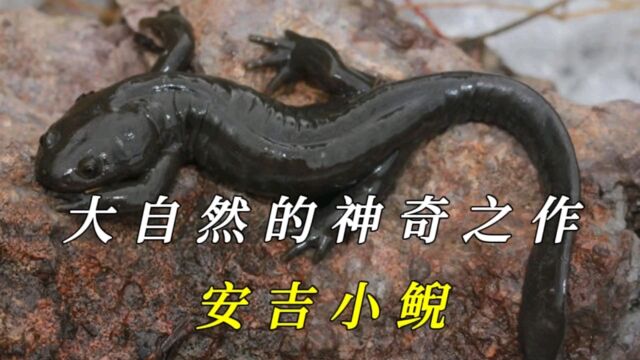 安吉小鲵:生态奇特,生存智慧的独特生物