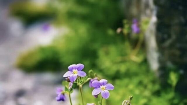 《穿越八零我真的有暴富小技巧》左筱枫小说全文在线阅读(无删减版)