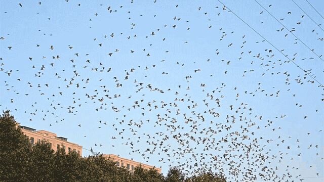 浙江武义成群椋鸟结队盘旋 空中震撼“起舞”