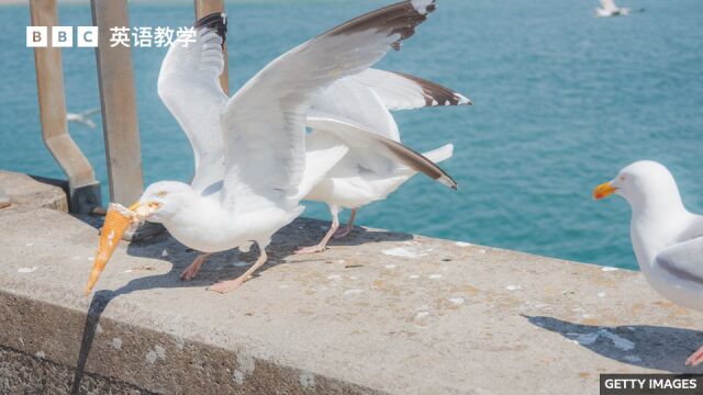 BBC英语大破解:英国海滨小镇用老鹰风筝驱赶海鸥 seagulls