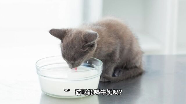 猫咪能喝牛奶吗?关于猫咪喝奶有什么注意事项? 