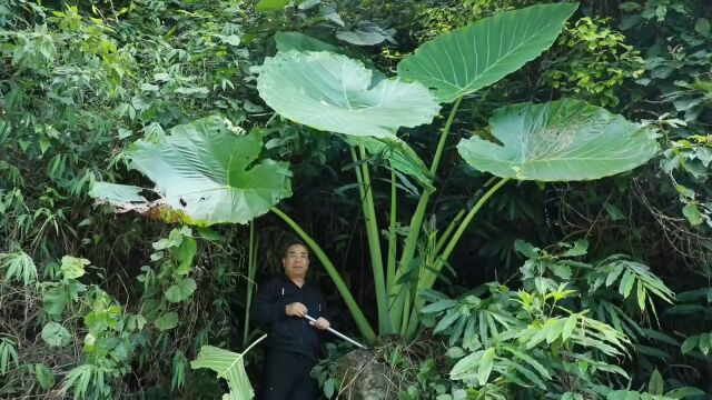 深山里最大的一颗,滴水观音,大家一定要看