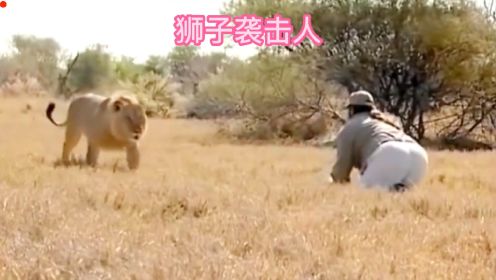 男子在非洲大草原旅游时遭遇雄狮的攻击