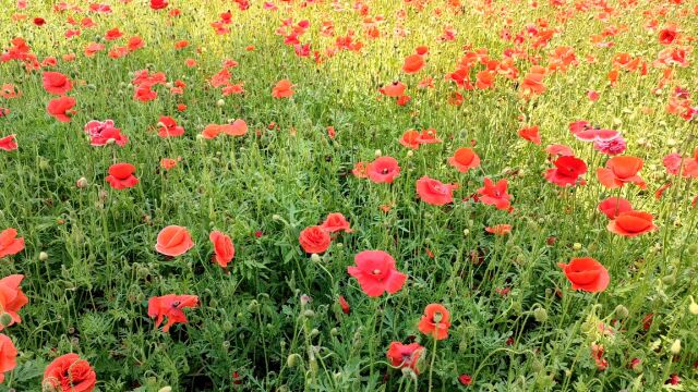 大连初夏免费看花好地方,董家沟植物园